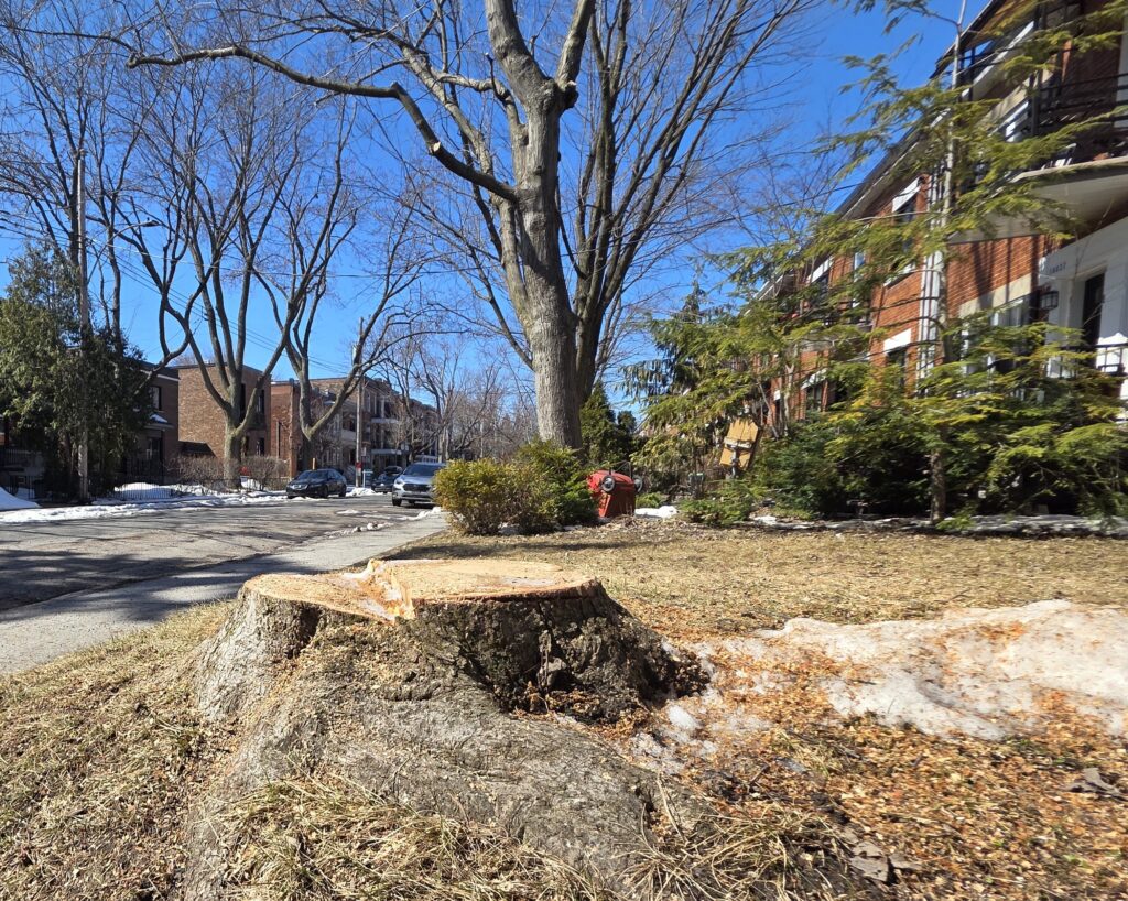 Arbre coupé sur la rue Clark
