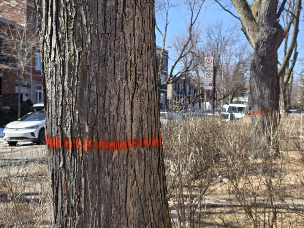 Arbre marqué rue Clark