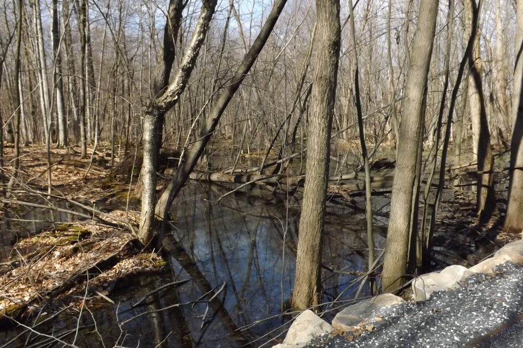 Boisé de saraguay 2016-04-21 (18)