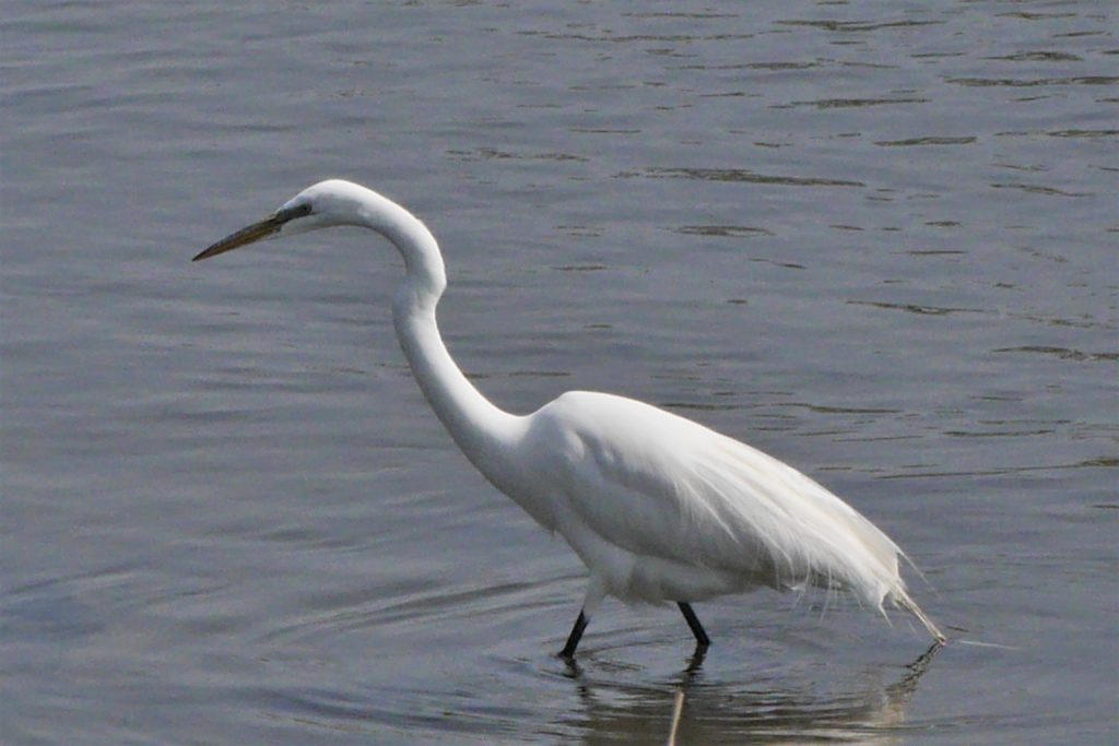 Grande aigrette 05-2016 (15)