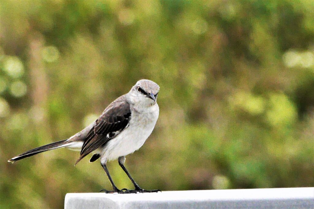 Moqueur polyglotte (7)