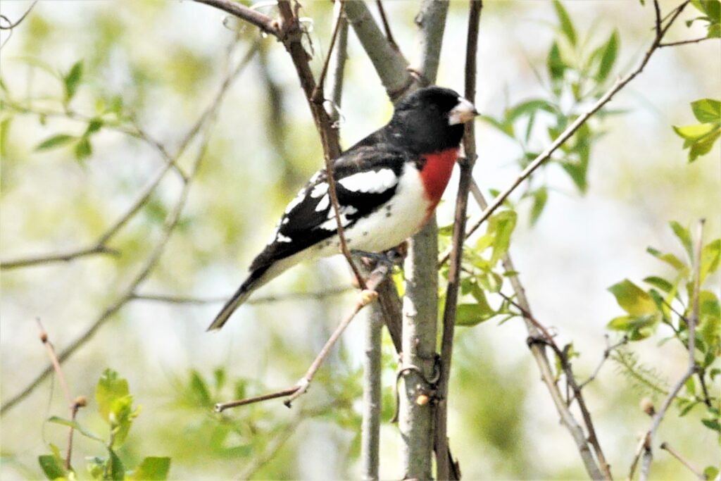 Cardinal à poitrine rose - mâle