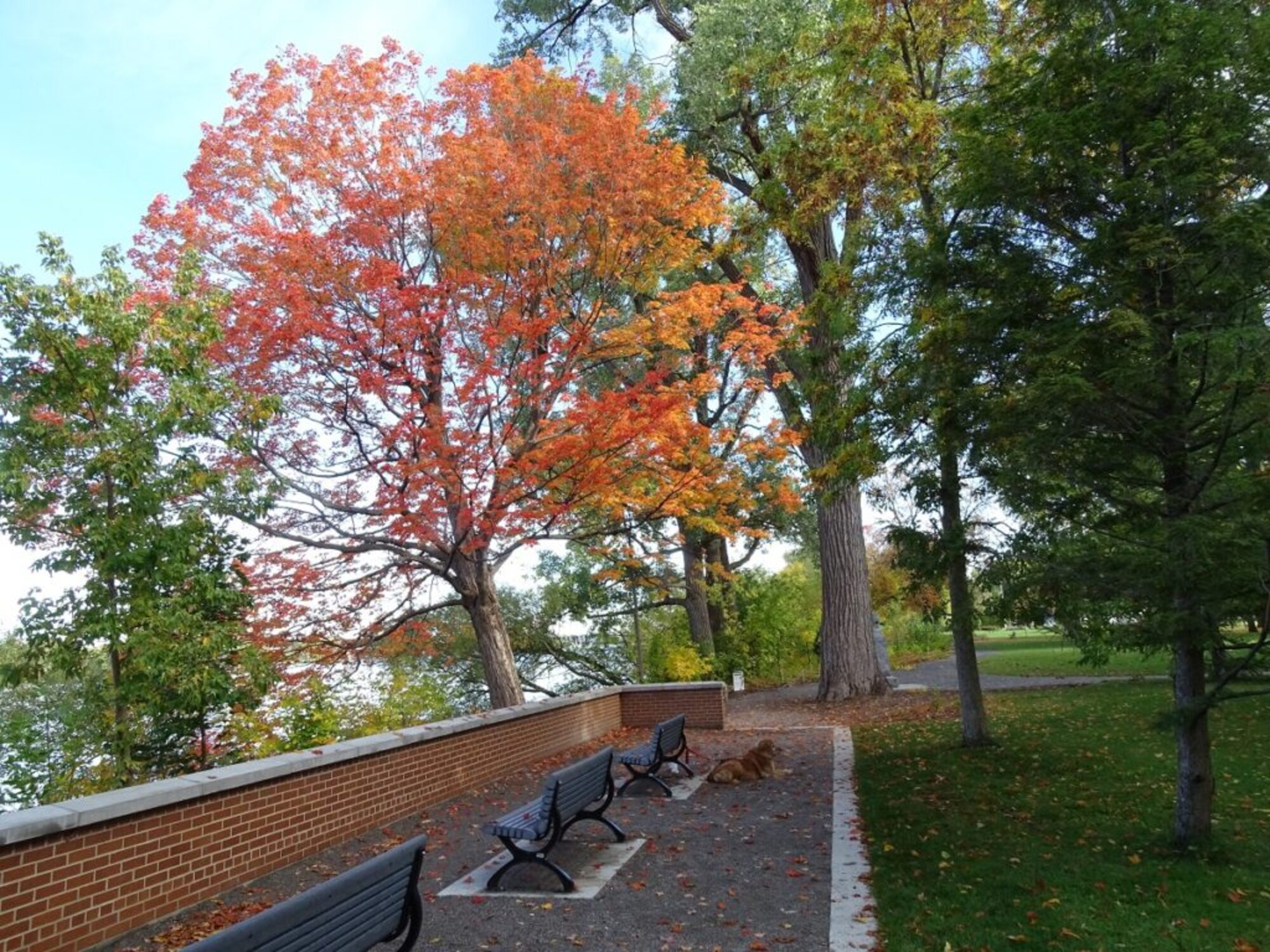 conseil d'arrondissement a octroyé 300 000 $ pour acheter des arbres