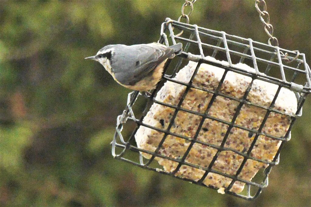 Sitelle poitrine rousse