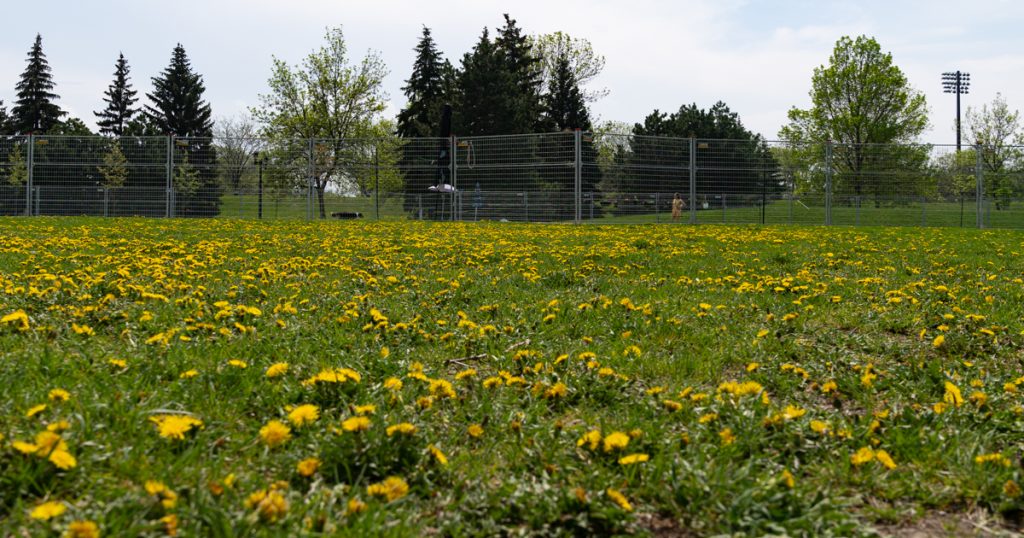 Parc canin temporaire installé au parc Jean-Martucci, dans le district de Saint-Sulpice.